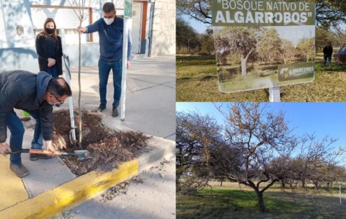 Municipios «verdes”: más árboles en los pueblos para cuidar el ambiente