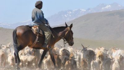 La sequía pone en jaque la tradición de la trashumancia