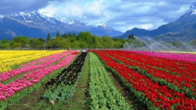 Se espera la temporada de tulipanes en Trevelin