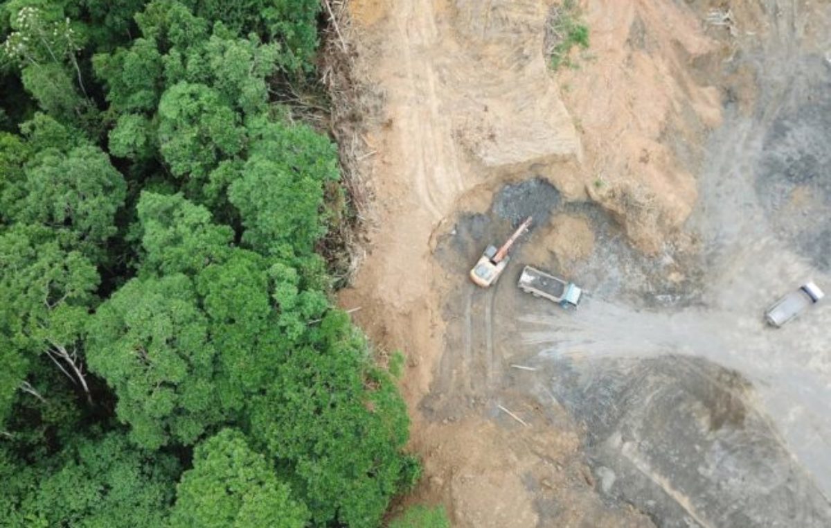 El río, el bosque y la ceguera