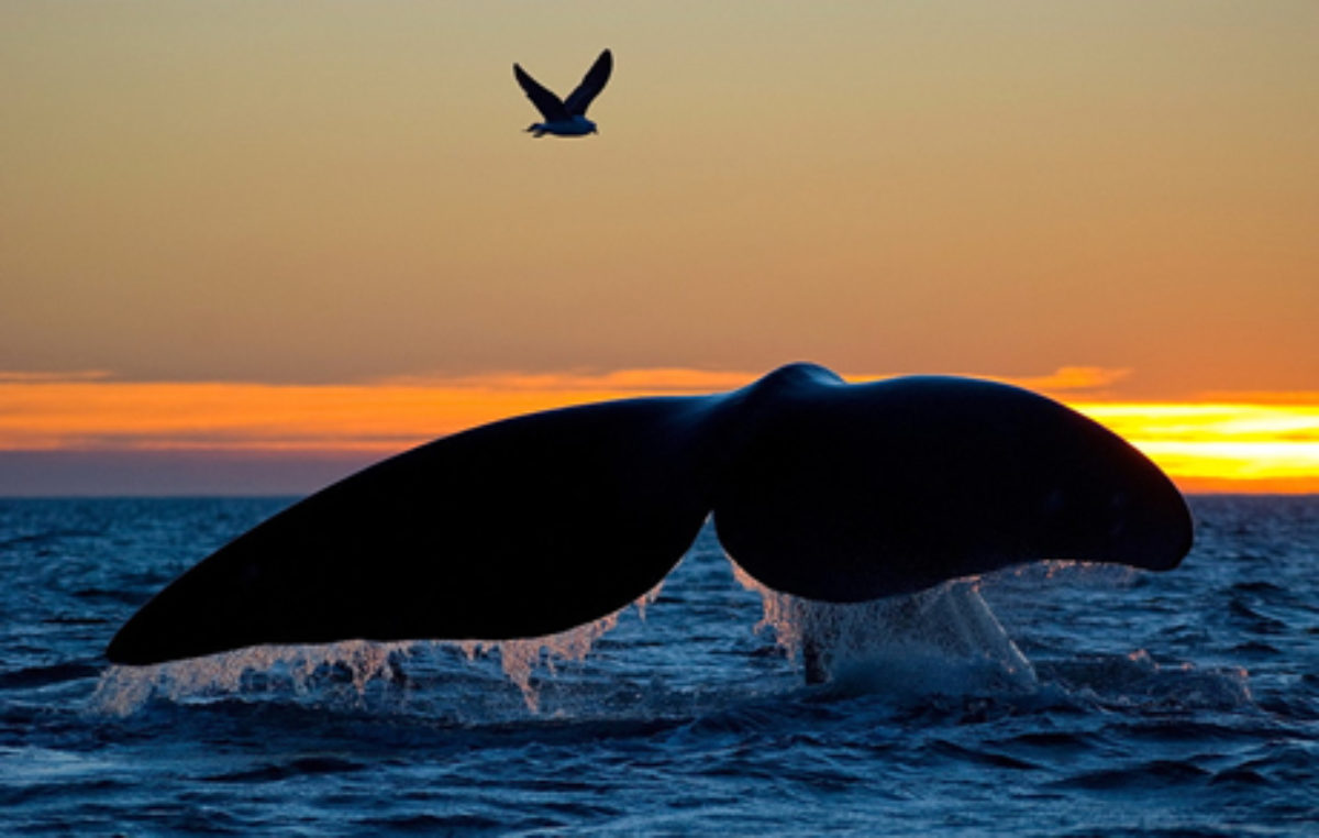 Puerto Pirámides celebrará a la Ballena Franca Austral