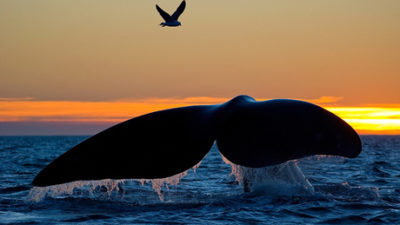 Puerto Pirámides celebrará a la Ballena Franca Austral