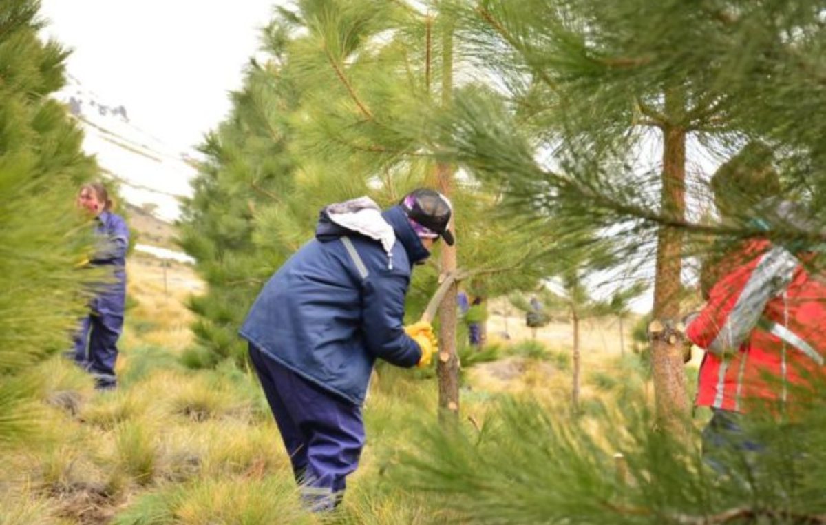 La brigada de mujeres que podan los bosques del norte neuquino