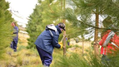 La brigada de mujeres que podan los bosques del norte neuquino