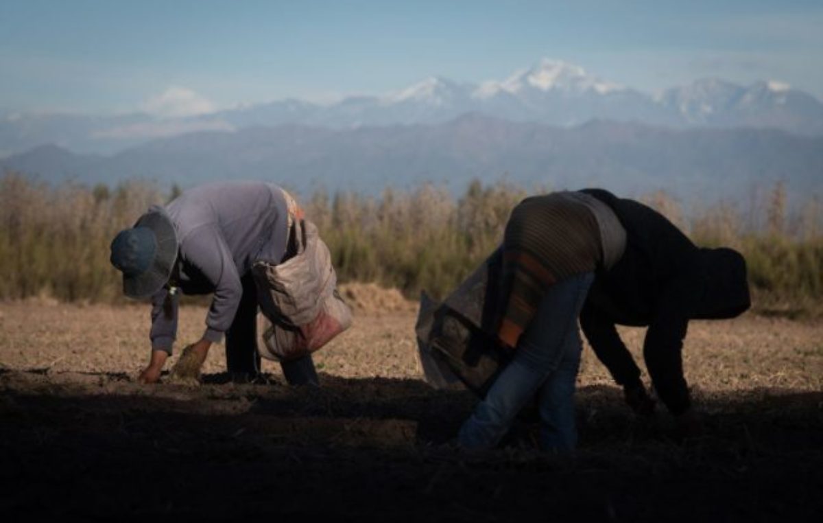 Crecen los casos de explotación laboral en el campo mendocino