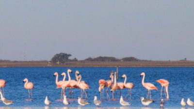 Llegará la 1° edición de la Fiesta Provincial del Lagunero en Melincué