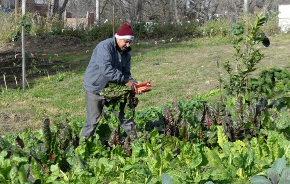 Cerró la Semana de la Agricultura Urbana: en Rosario habrá dos parques huerta más