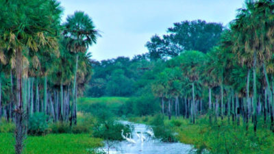 ¿Qué son los canjes de deuda verde?