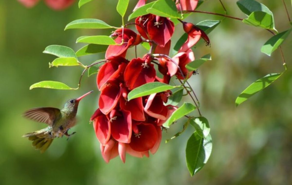 Día de la Flor Nacional: el ceibo, un distintivo de la Argentina