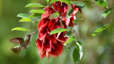 Día de la Flor Nacional: el ceibo, un distintivo de la Argentina