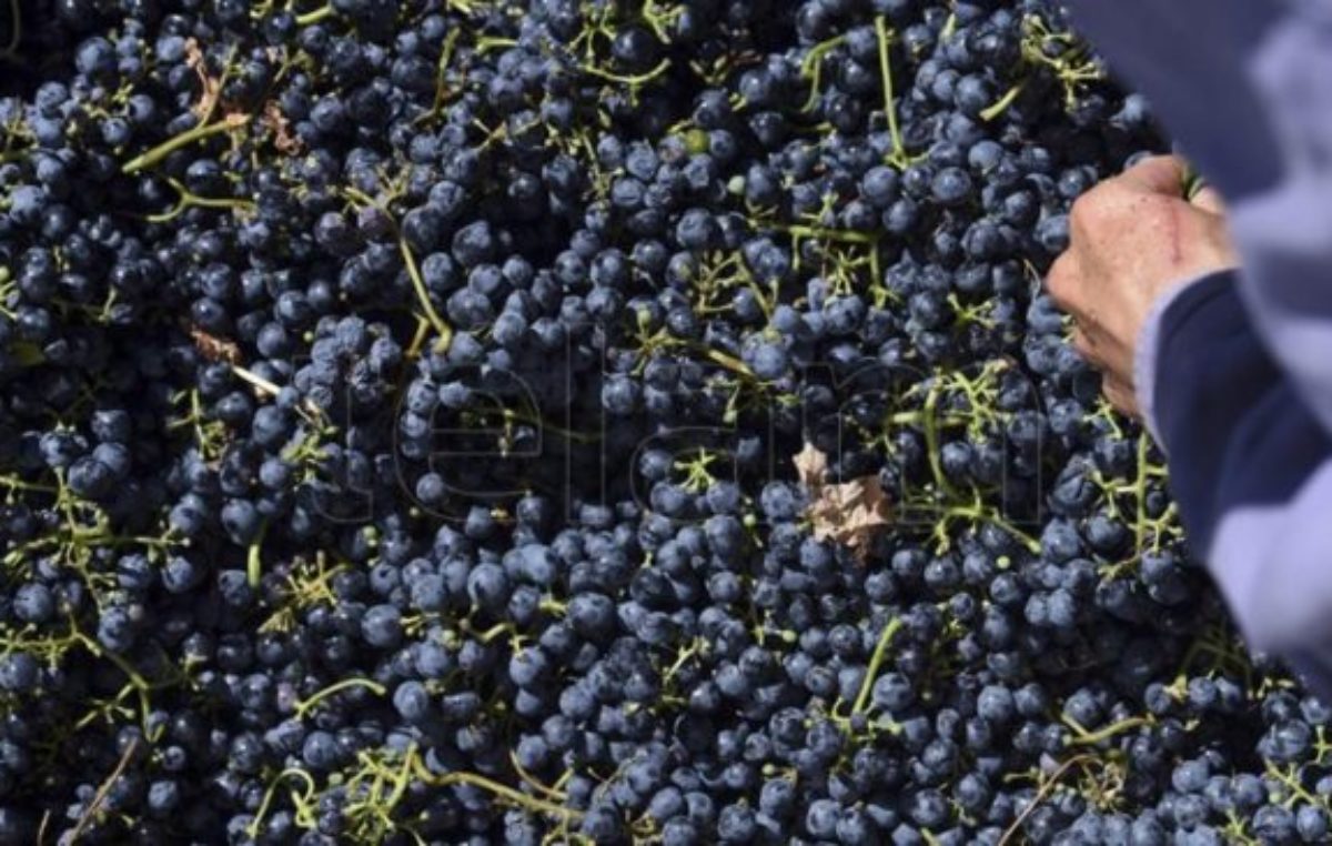 Crece la producción y exportación de mosto de la Argentina