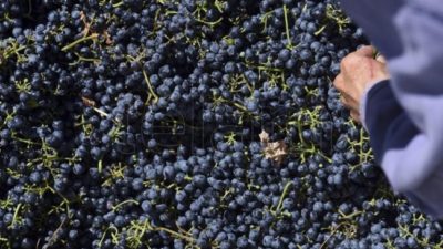 Crece la producción y exportación de mosto de la Argentina