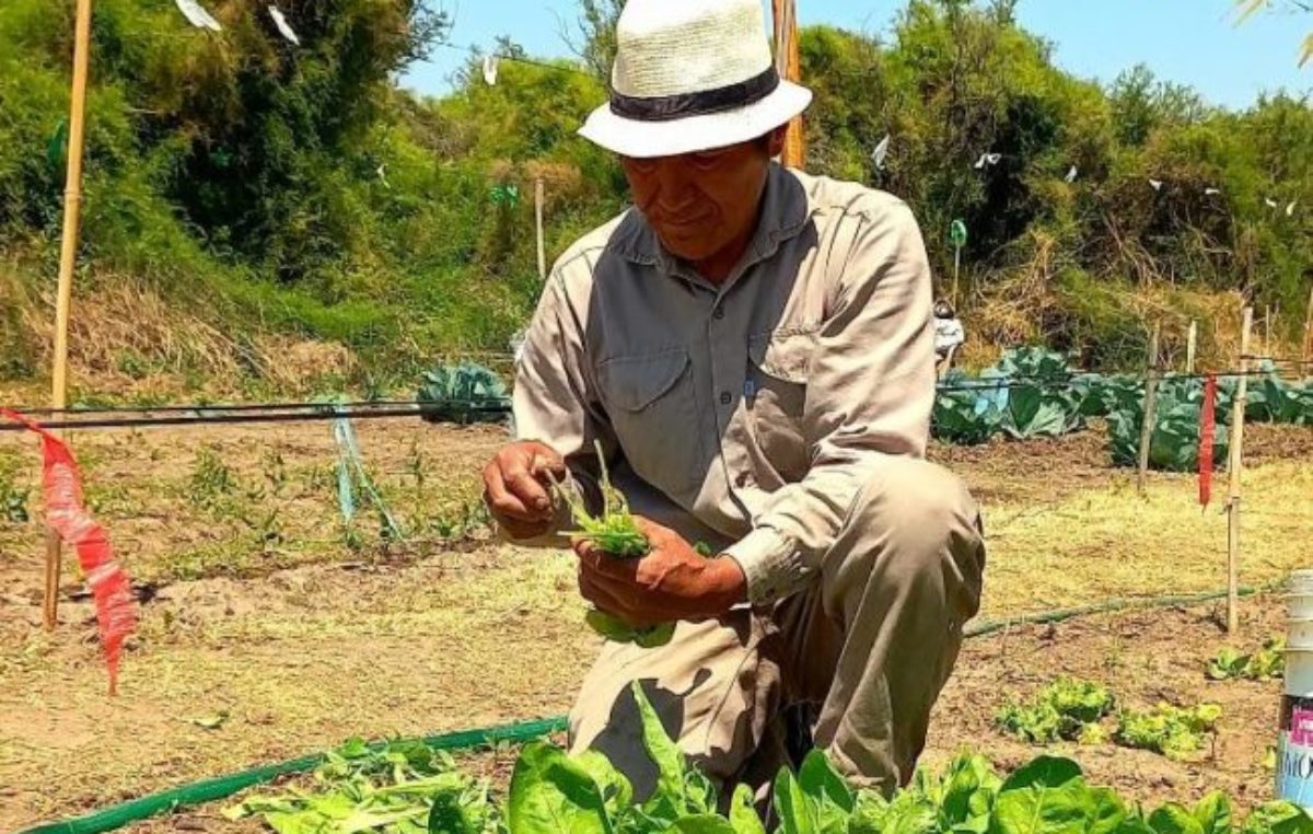 Miramar: el municipio dispone de una huerta para sus empleados