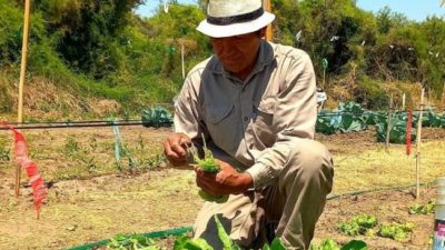 Miramar: el municipio dispone de una huerta para sus empleados