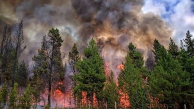 Neuquén: Por el fuego, apenas queda un 22% del bosque en Quillén