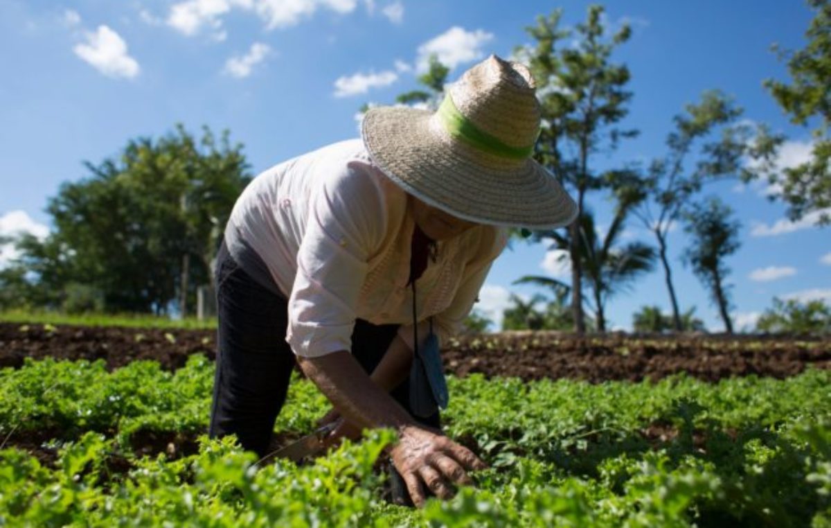 Agroecología: una oportunidad de transformación integral