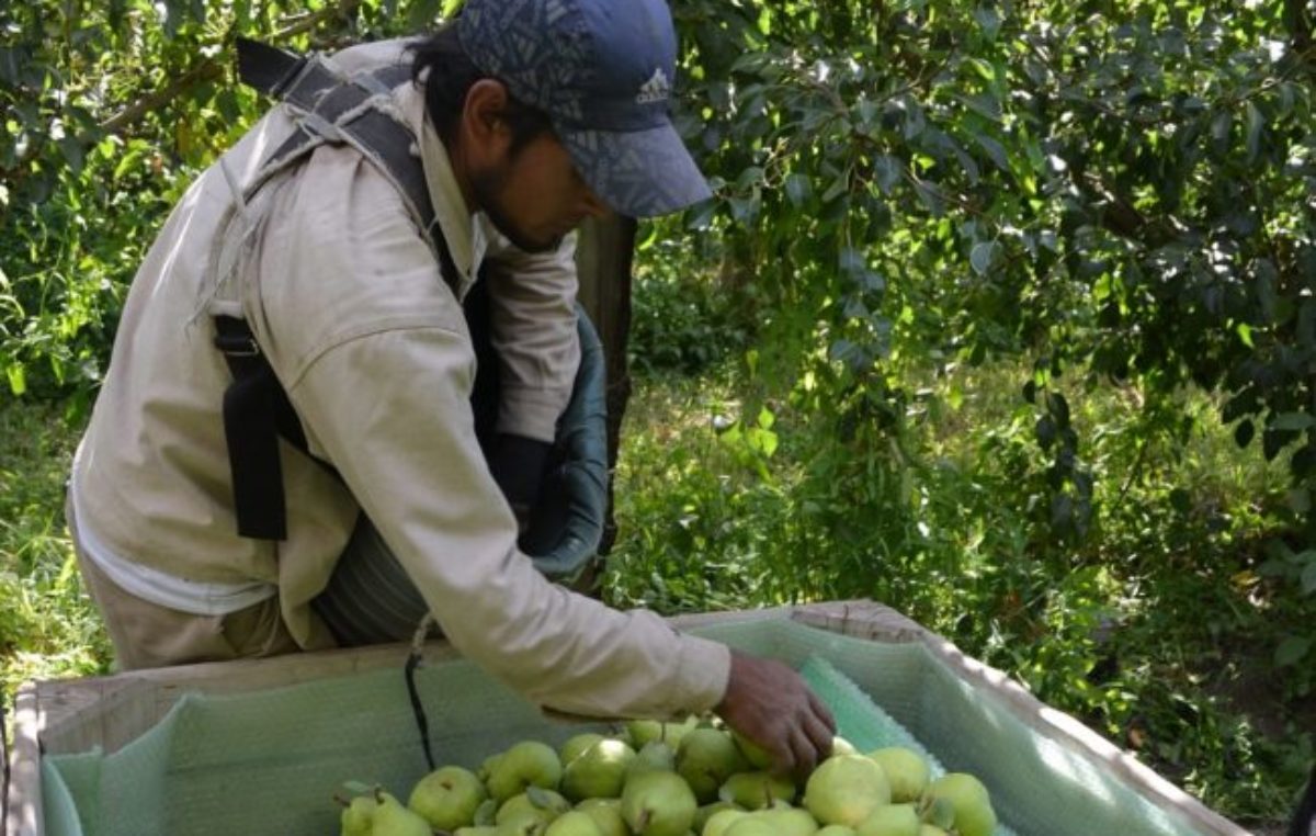 La provincia de Río Negro ya recibió 12.000 trabajadores rurales
