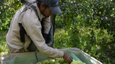 La provincia de Río Negro ya recibió 12.000 trabajadores rurales