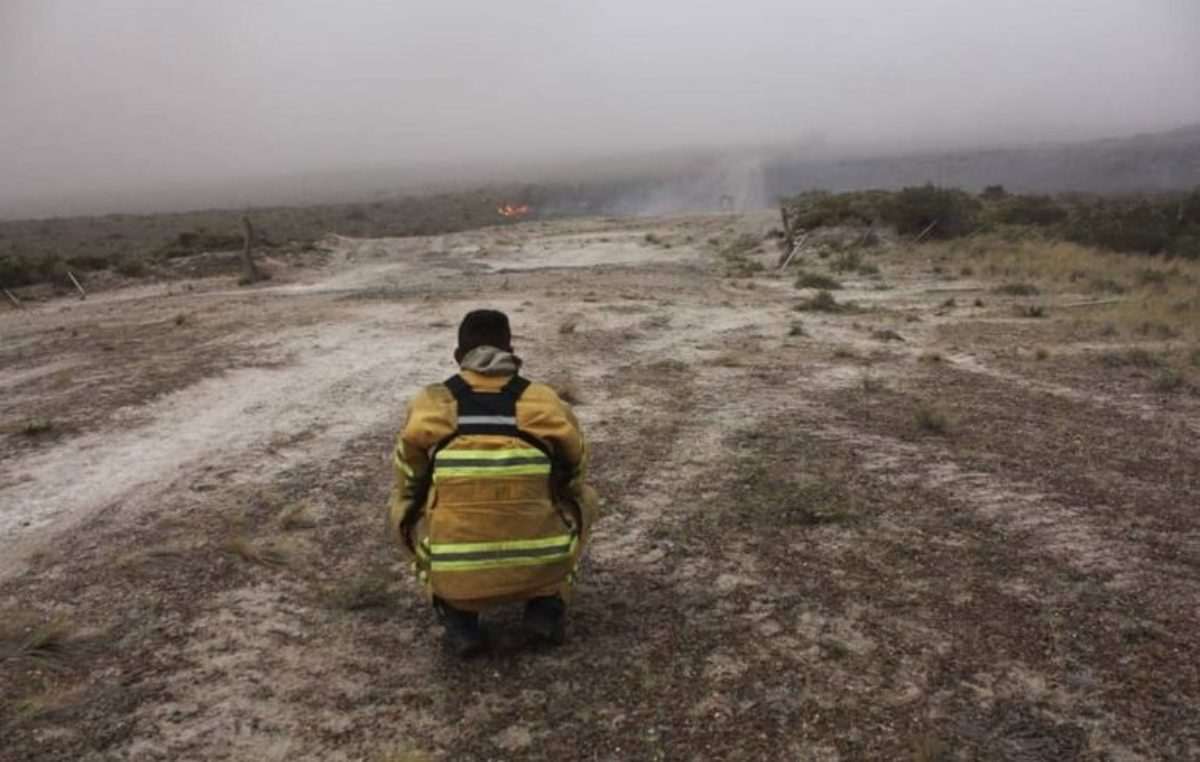 Puerto Pirámides: No se puede calcular la cantidad de animales muertos