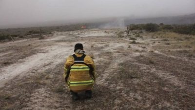 Puerto Pirámides: No se puede calcular la cantidad de animales muertos