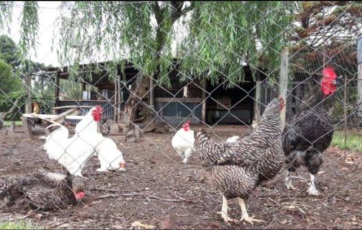 Estigmatización al conurbano bonaerense con «gallinero y huertitas»