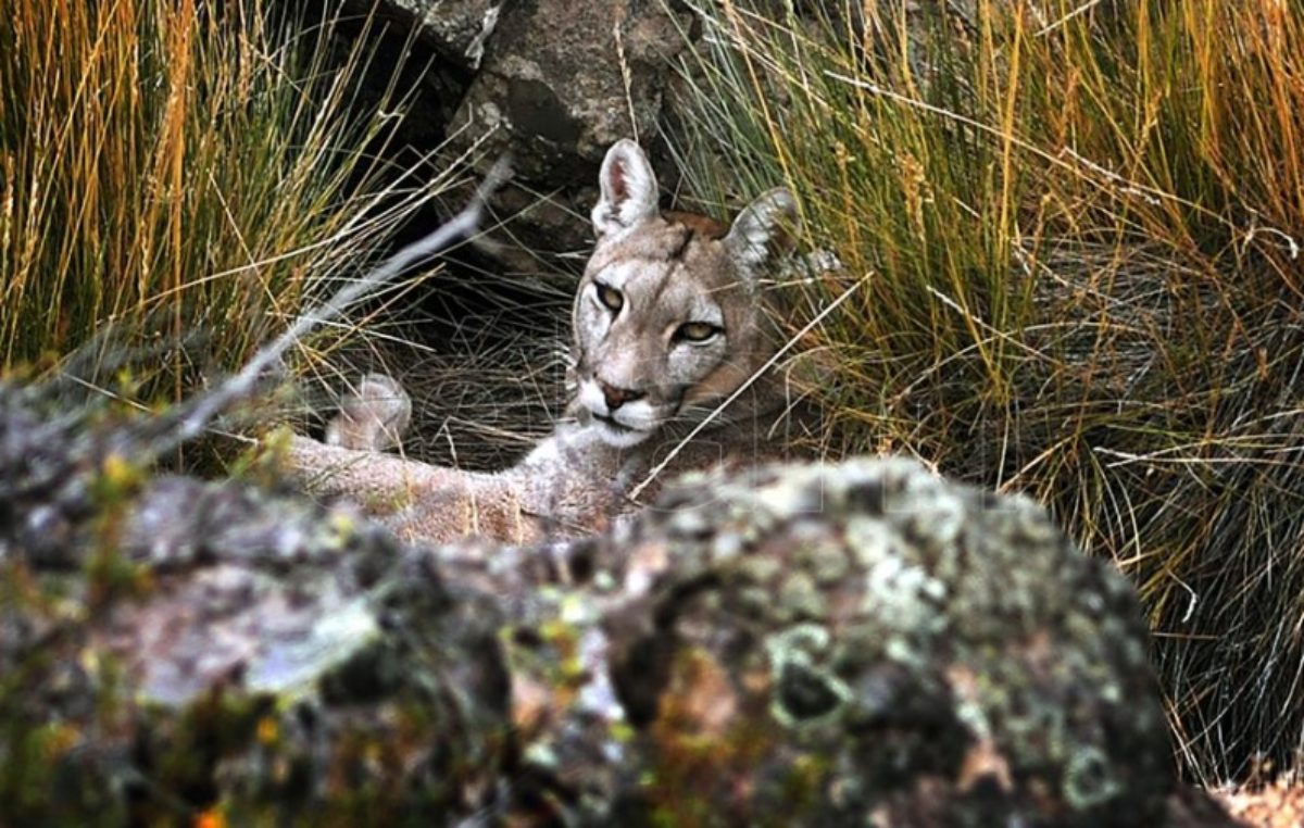 El Parque Patagonia Argentina se posiciona como un destino ideal para el turismo de naturaleza