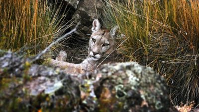 El Parque Patagonia Argentina se posiciona como un destino ideal para el turismo de naturaleza