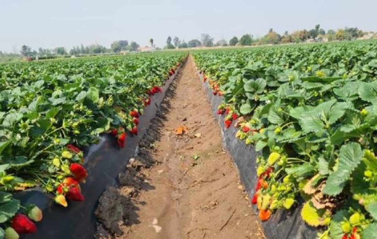 Volver a crecer, la meta de la frutilla corondina