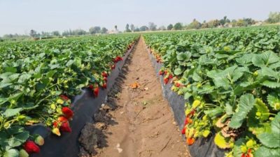 Volver a crecer, la meta de la frutilla corondina