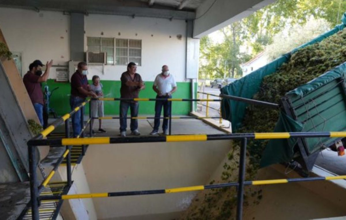 La bodega municipal de Junín inició su Vendimia 2022