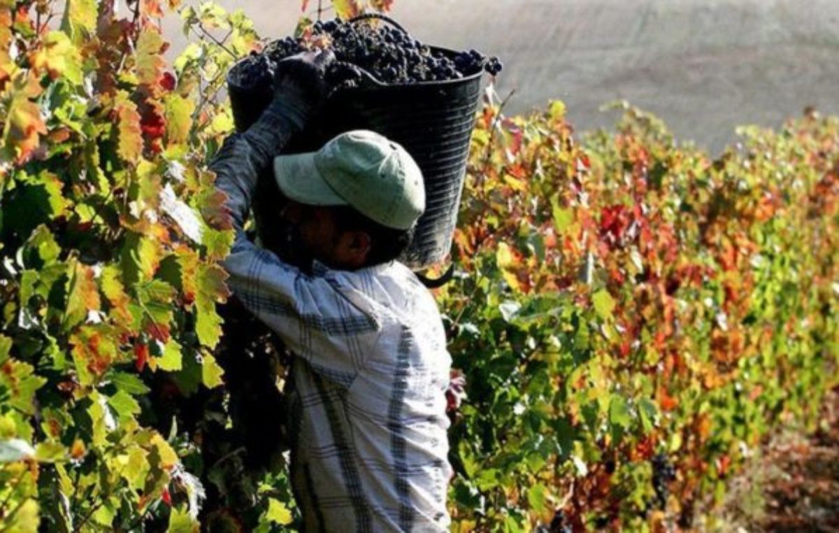 Son más de 1.500 los mendocinos en condiciones de tramitar la jubilación de viñateros