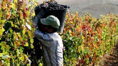 Son más de 1.500 los mendocinos en condiciones de tramitar la jubilación de viñateros
