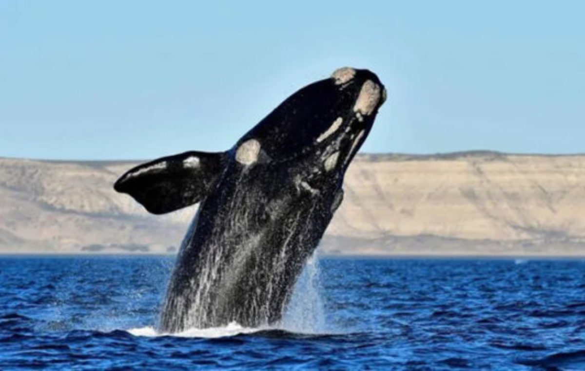 Se divisaron las primeras ballenas de la temporada en cercanías de Península Valdés
