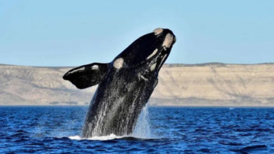 Se divisaron las primeras ballenas de la temporada en cercanías de Península Valdés