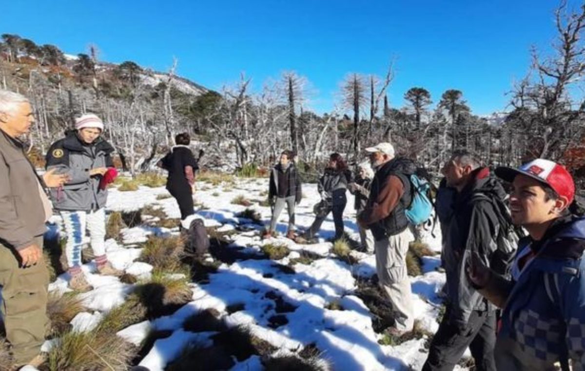 Neuquén: Avanza la plantación de 9.000 araucarias para recuperar lo que arrasó el fuego