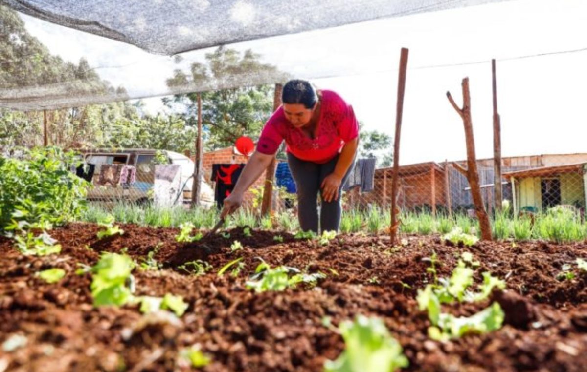 En Paraná promueven el desarrollo de huertas familiares