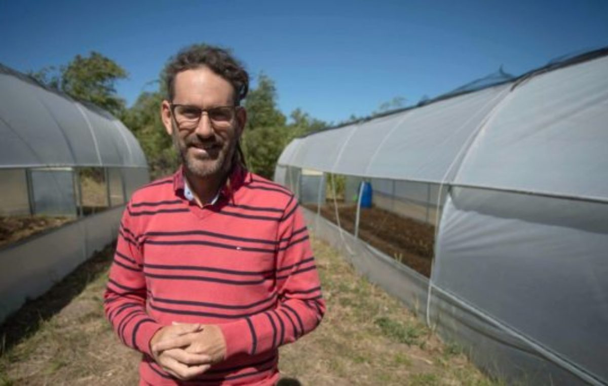 Un municipio tiene autorización para plantar cannabis medicinal