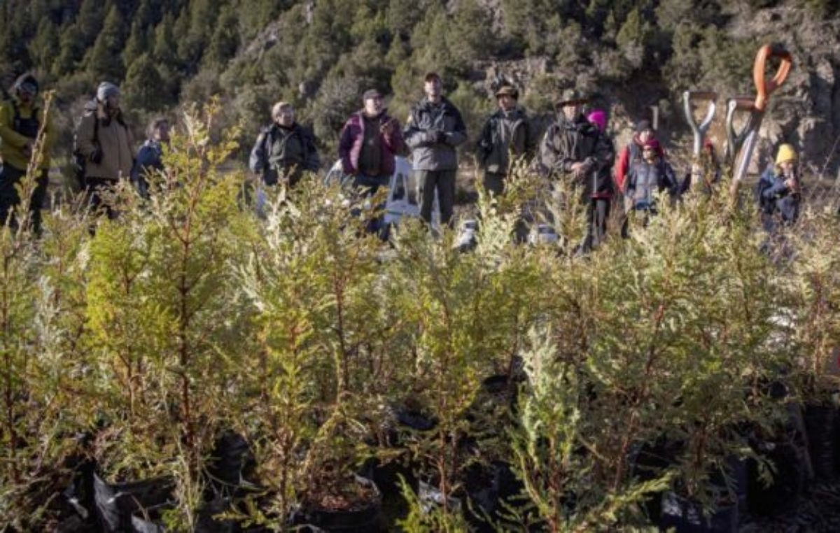 Las provincias protegen sus árboles con programas de cultivo, reforestación y conservación