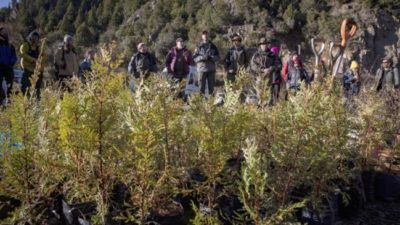 Las provincias protegen sus árboles con programas de cultivo, reforestación y conservación