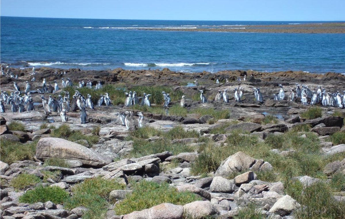 Se creó el Parque Nacional Islote Lobos