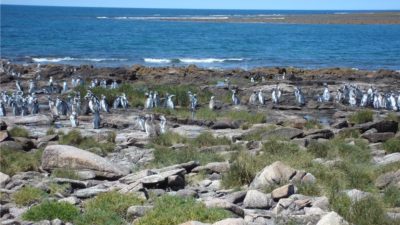Se creó el Parque Nacional Islote Lobos