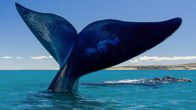 Así llegan «las gordas» a Madryn: las ballenas se ven muy cerca, parece que se pueden tocar