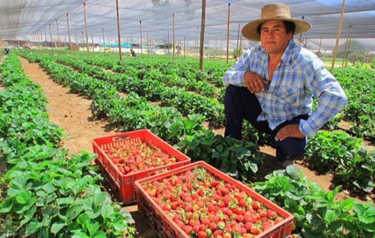 Las cooperativas y los cambios en sistemas agroalimentarios