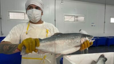 La acuicultura pasó en tres años a ser uno de los sectores productivos con mayor potencial