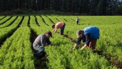 Lanzaron una plataforma digital para mapear tierras productivas