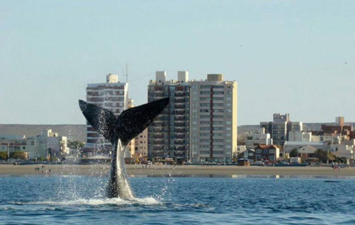 Se viene el mejor momento para avistar fauna en Puerto Madryn