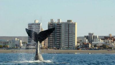 Se viene el mejor momento para avistar fauna en Puerto Madryn