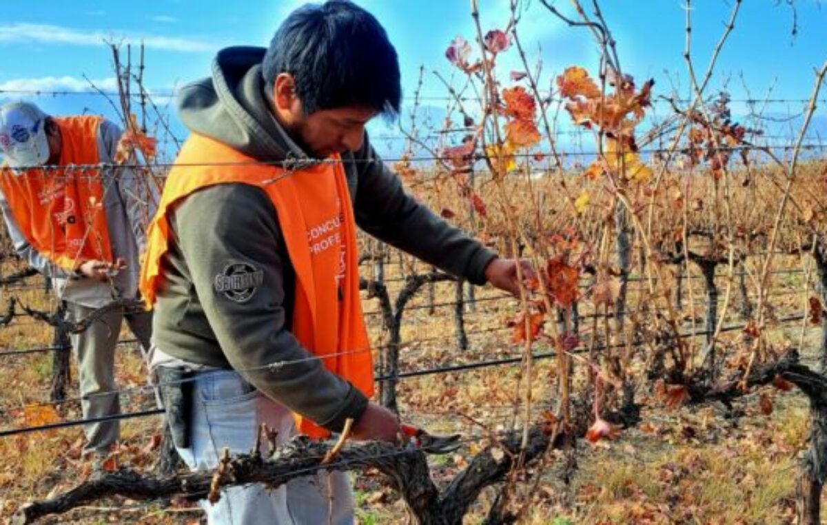 Podadores de viña medirán sus habilidades en un concurso internacional que se hará en el Valle de Uco