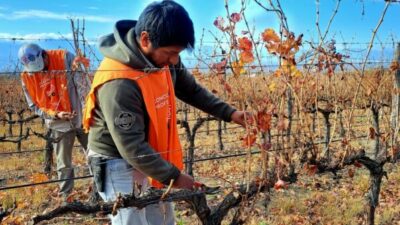 Podadores de viña medirán sus habilidades en un concurso internacional que se hará en el Valle de Uco