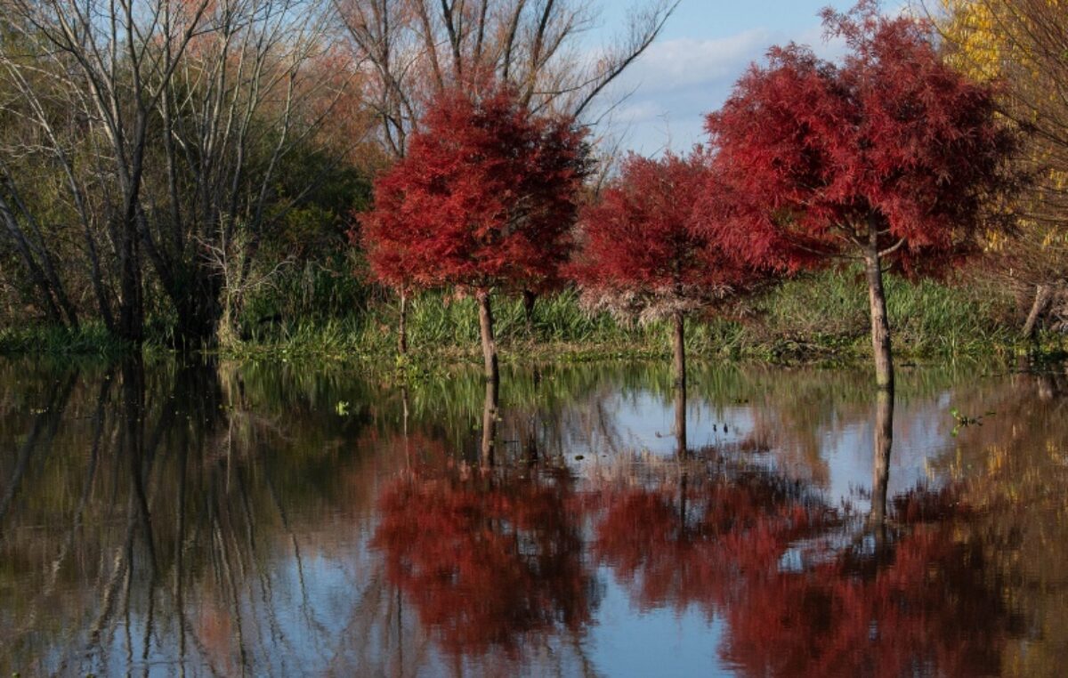 Verdes, azules y los trinos de las aves atrapan y calman en el delta de Entre Ríos